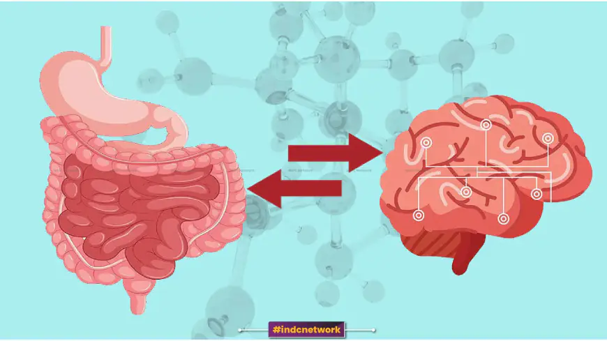 आंत-मस्तिष्क संबंध: मानसिक स्वास्थ्य और शारीरिक तंदुरुस्ती में इसकी महत्वपूर्ण भूमिका को समझना